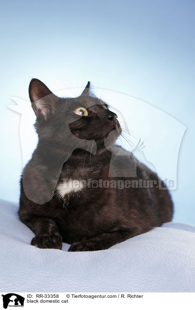 schwarze Hauskatze / black domestic cat / RR-33358