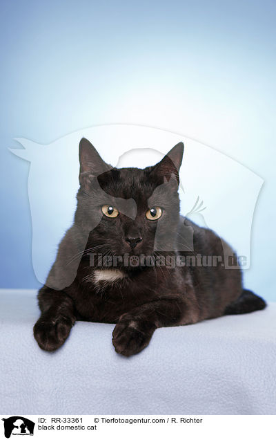 schwarze Hauskatze / black domestic cat / RR-33361