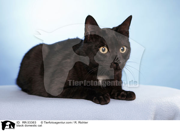 schwarze Hauskatze / black domestic cat / RR-33363