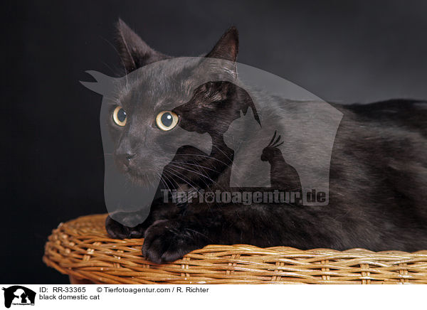 schwarze Hauskatze / black domestic cat / RR-33365