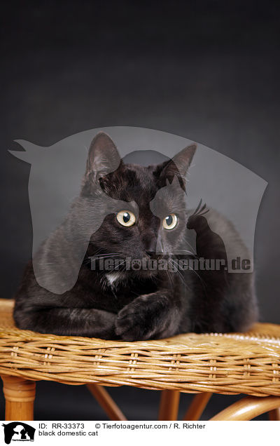 schwarze Hauskatze / black domestic cat / RR-33373