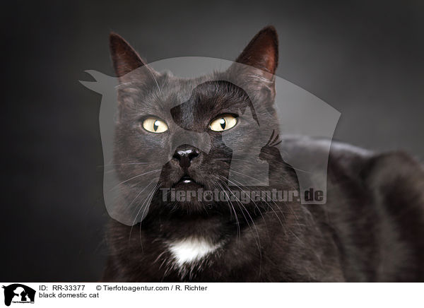 schwarze Hauskatze / black domestic cat / RR-33377