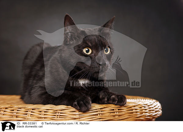 schwarze Hauskatze / black domestic cat / RR-33381