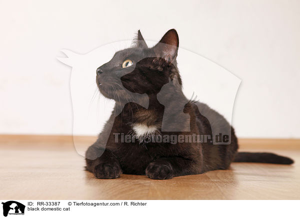 schwarze Hauskatze / black domestic cat / RR-33387