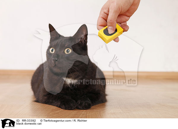 schwarze Hauskatze / black domestic cat / RR-33392