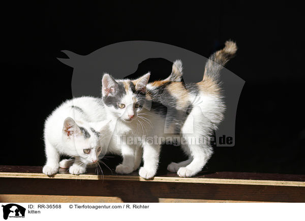 Hausktzchen / kitten / RR-36568