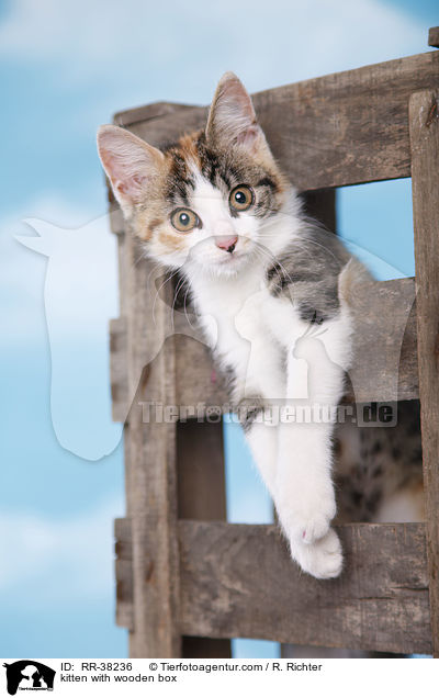 Ktzchen mit Holzkiste / kitten with wooden box / RR-38236