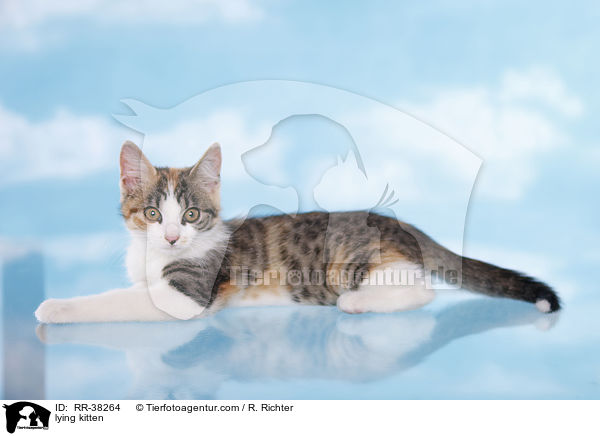 liegendes Ktzchen / lying kitten / RR-38264