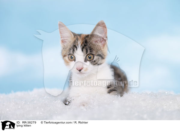 liegendes Ktzchen / lying kitten / RR-38279