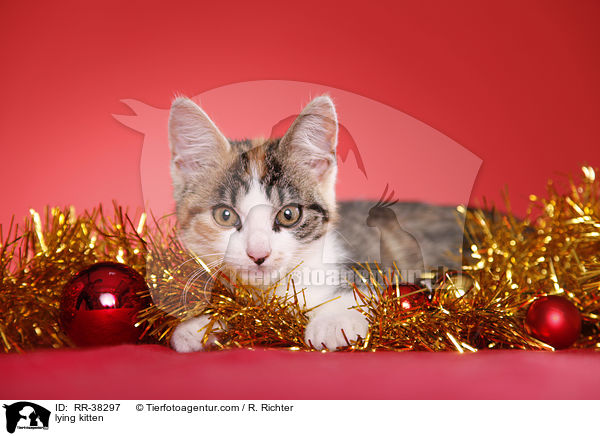 liegendes Ktzchen / lying kitten / RR-38297