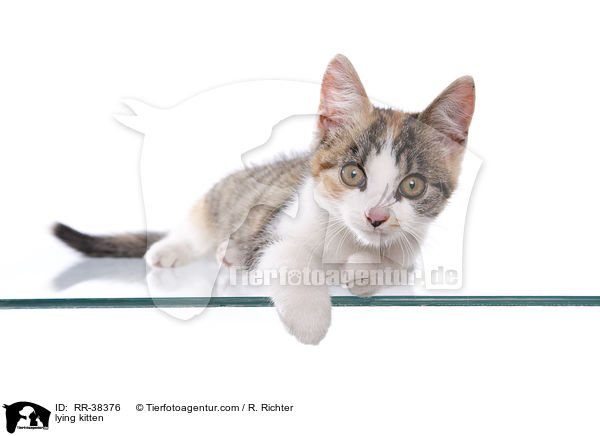 liegendes Ktzchen / lying kitten / RR-38376