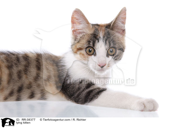 liegendes Ktzchen / lying kitten / RR-38377