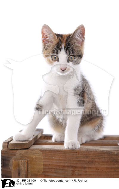 sitzendes Ktzchen / sitting kitten / RR-38400