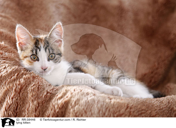 liegendes Ktzchen / lying kitten / RR-38446