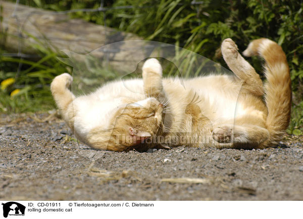 Hauskatze wlzt sich / rolling domestic cat / CD-01911