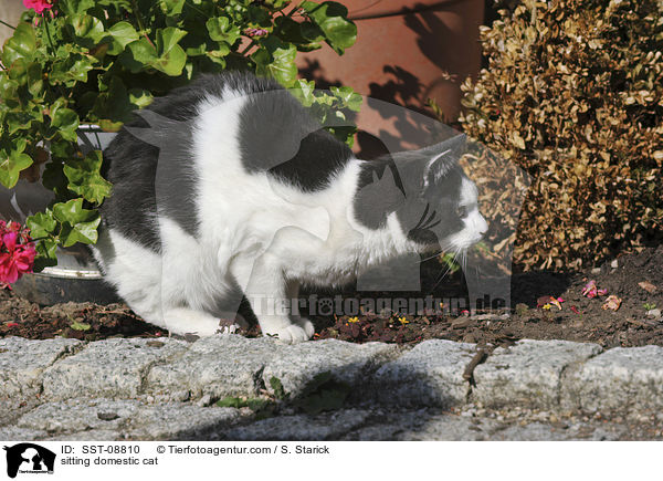 sitzende Hauskatze / sitting domestic cat / SST-08810