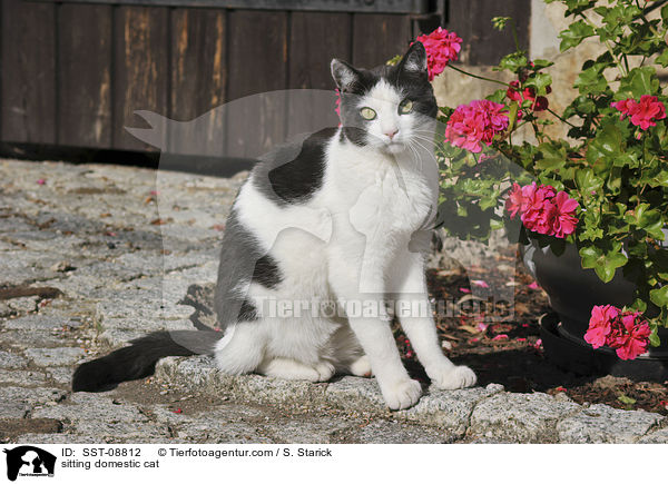 sitting domestic cat / SST-08812