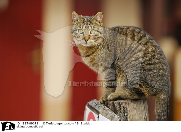 sitzende Hauskatze / sitting domestic cat / SST-09071