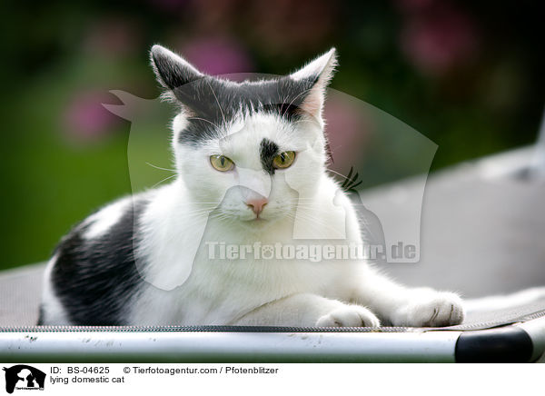 liegende Hauskatze / lying domestic cat / BS-04625