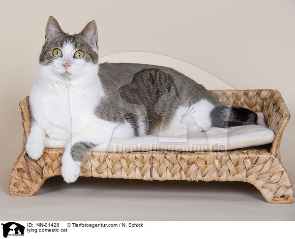 liegende Hauskatze / lying domestic cat / NN-01428