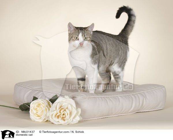 Hauskatze / domestic cat / NN-01437