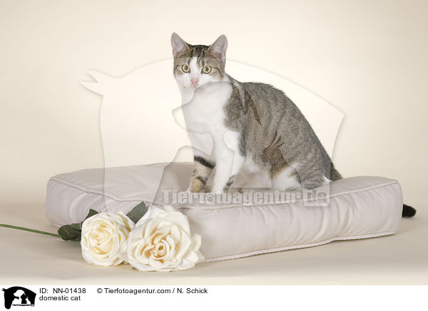 Hauskatze / domestic cat / NN-01438