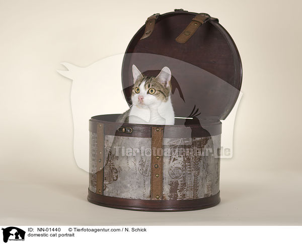 Hauskatze Portrait / domestic cat portrait / NN-01440