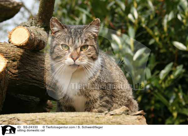 sitzende Hauskatze / sitting domestic cat / SS-24330