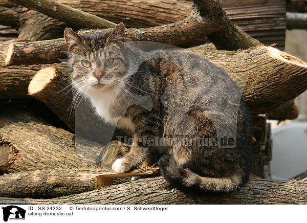 sitzende Hauskatze / sitting domestic cat / SS-24332