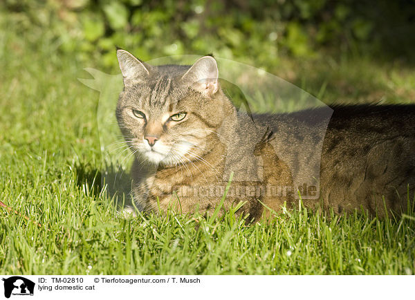 liegende Hauskatze / lying domestic cat / TM-02810