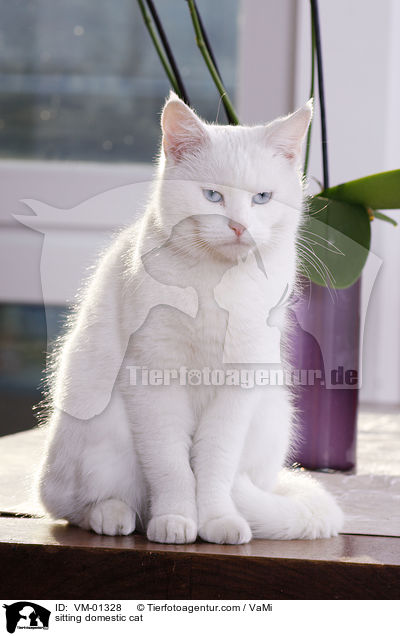 sitzende Hauskatze / sitting domestic cat / VM-01328