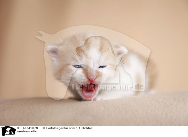 neugeborenes Hausktzchen / newborn kitten / RR-42078