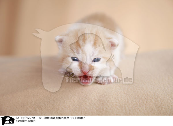 neugeborenes Hausktzchen / newborn kitten / RR-42079