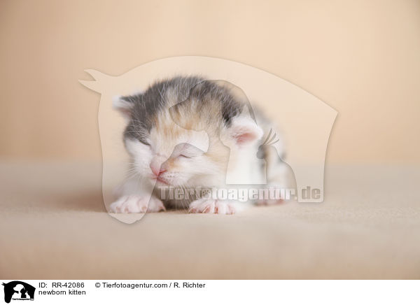 neugeborenes Hausktzchen / newborn kitten / RR-42086