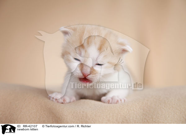 neugeborenes Hausktzchen / newborn kitten / RR-42107