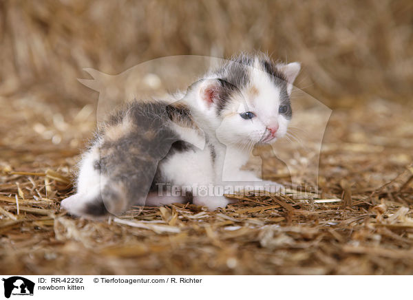 neugeborenes Hausktzchen / newborn kitten / RR-42292