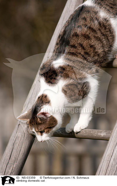 kletternde Hauskatze / climbing domestic cat / NS-03359
