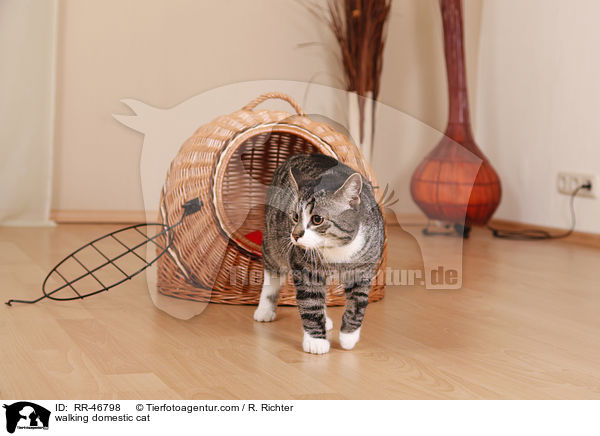 laufende Hauskatze / walking domestic cat / RR-46798