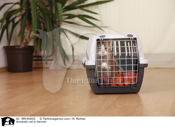 Hauskatze in Transportbox / domestic cat in kennel / RR-46800