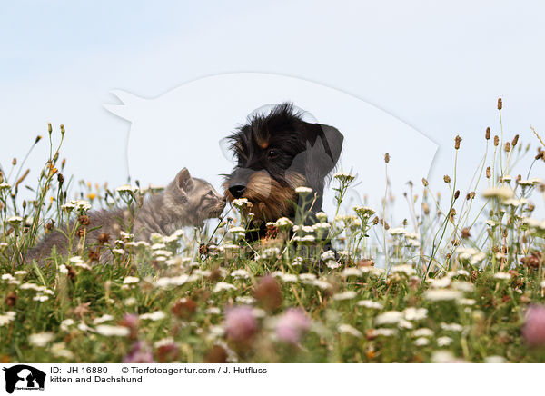 kitten and Dachshund / JH-16880