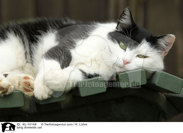 liegende Hauskatze / lying domestic cat / KL-10148