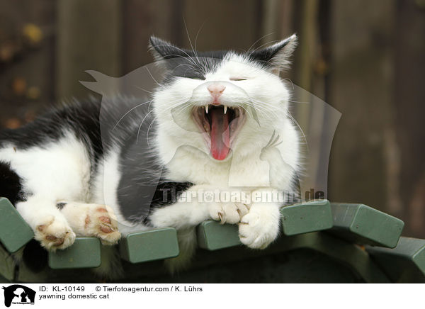 ghnende Hauskatze / yawning domestic cat / KL-10149