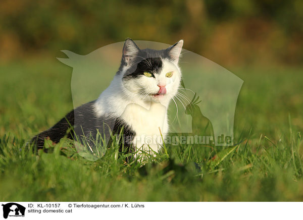 sitzende Hauskatze / sitting domestic cat / KL-10157