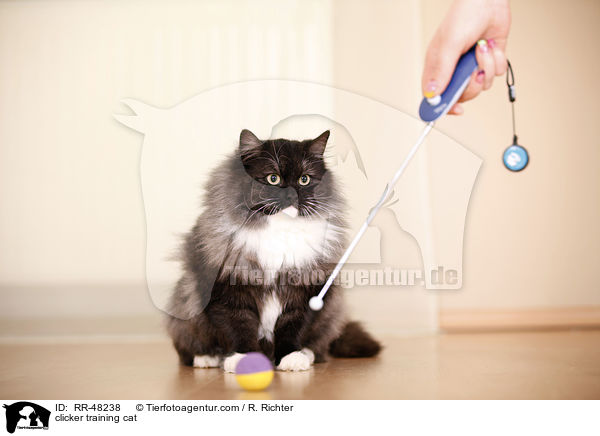 Katze beim Clickertraining / clicker training cat / RR-48238