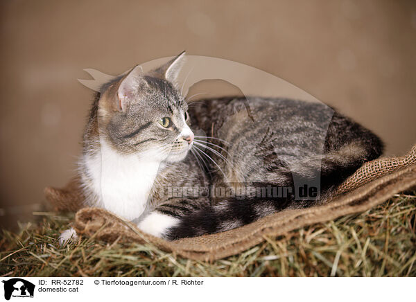 Hauskatze / domestic cat / RR-52782