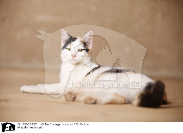 liegende Hauskatze / lying domestic cat / RR-53322