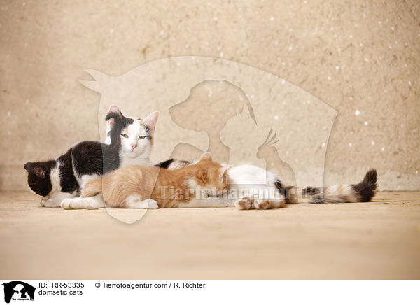 Hauskatzen / domsetic cats / RR-53335