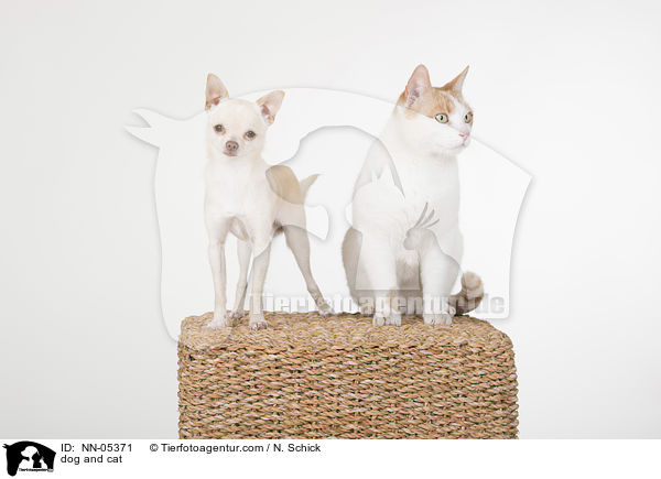 dog and cat / NN-05371