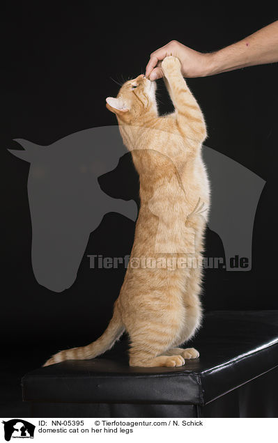 Hauskatze macht Mnnchen / domestic cat on her hind legs / NN-05395