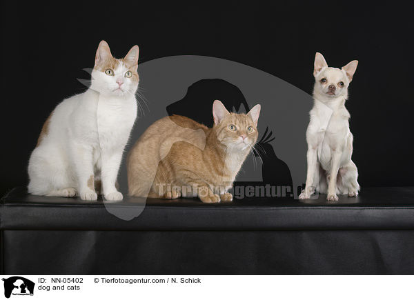 dog and cats / NN-05402